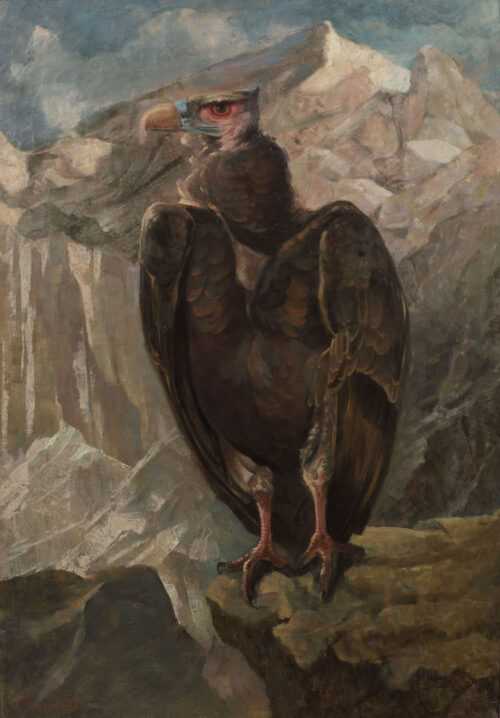 Jacob Sybout ‘Jac’ de Vries - Vulture/Californian Condor