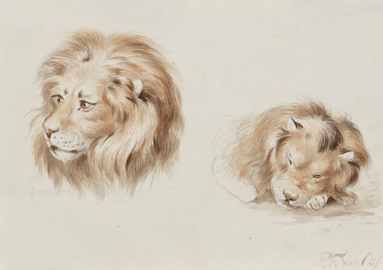 Pieter Frederik van Os - Lions - a study