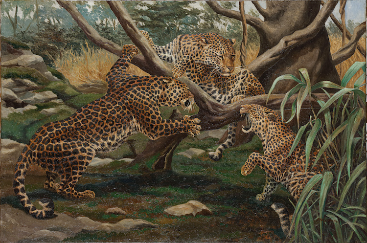 Maurits Staring - Young Leopards playing