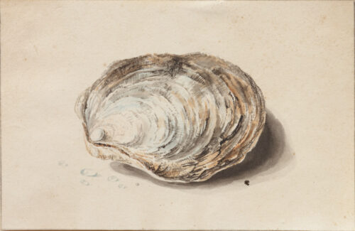 Circle of Willem Hekking-An oyster Circle of Willem Hekking-An oyster