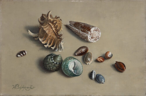 Willem Dolphyn-Shells Willem Dolphyn-Shells