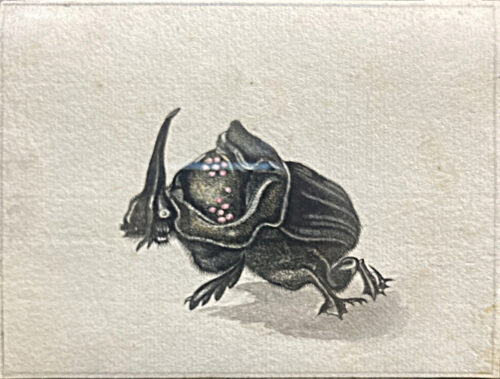 Anonymus, circa 1800-A crawly creature