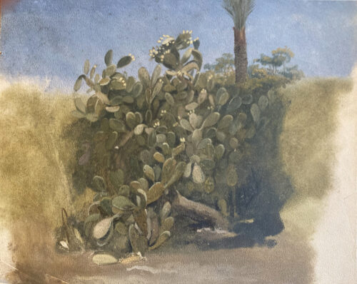 Willem de Famars Testas-Study of a Cactus Willem de Famars Testas-Study of a Cactus