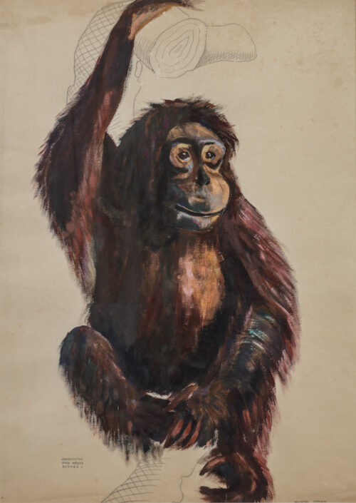 Stanislaw Bochenek-An Orang Utan Stanislaw Bochenek-An Orang Utan