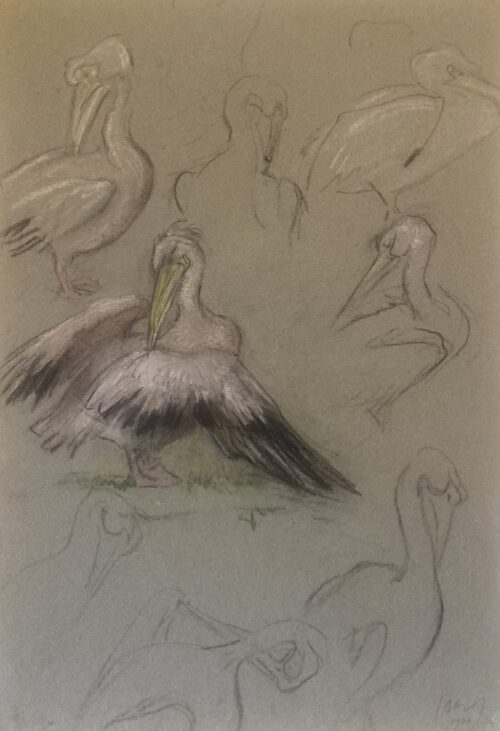Salomon Garf-Pelicans in Artis, Amsterdam