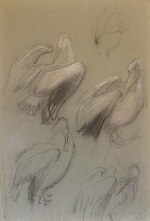 Salomon Garf-Pelicans in Artis, Amsterdam