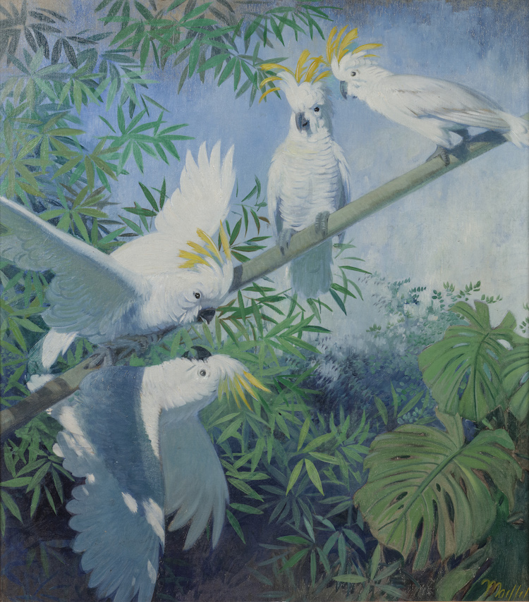 European School, 20th century Great yellow-crested cockatoos