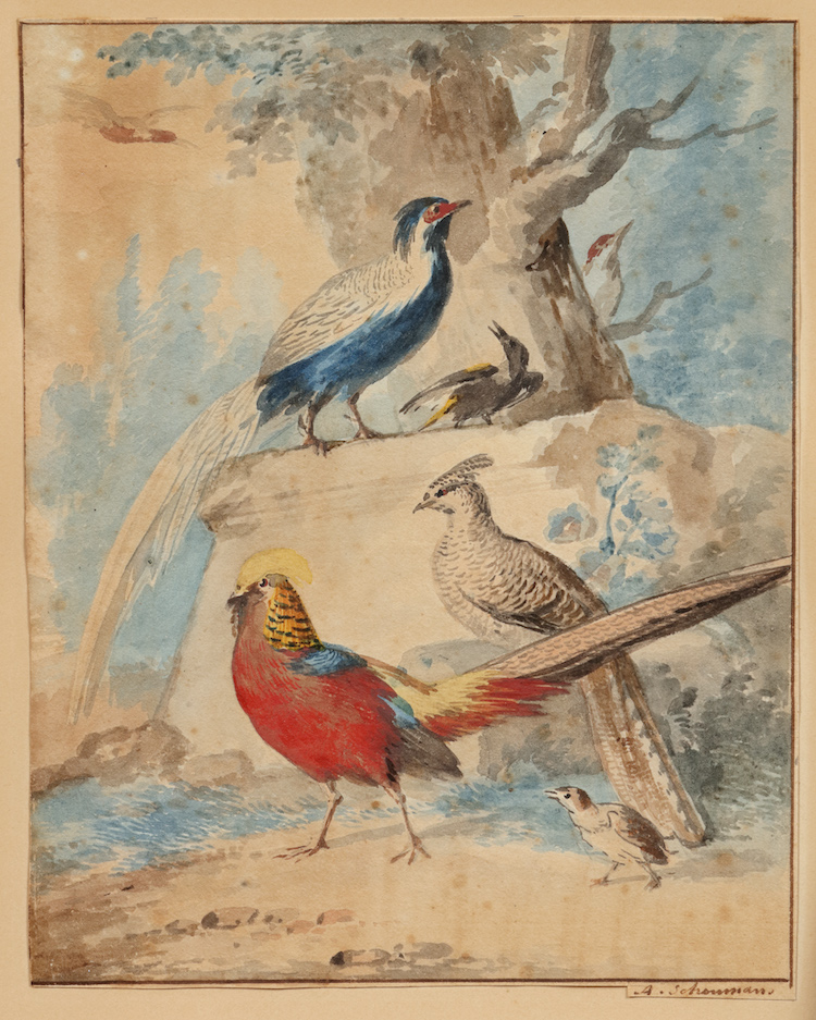 Aert Schouman-Pheasants in a landscape
