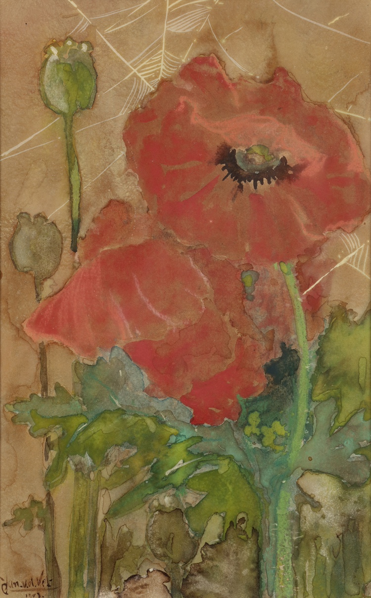 Jan van der Vet-Poppies and a spider web