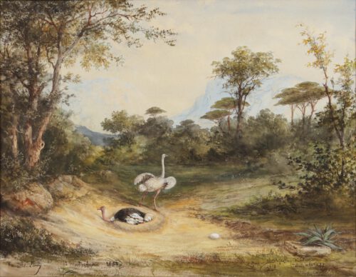 Adrien Lucy-Ostriches in a mountainous landscape Adrien Lucy-Ostriches in a mountainous landscape