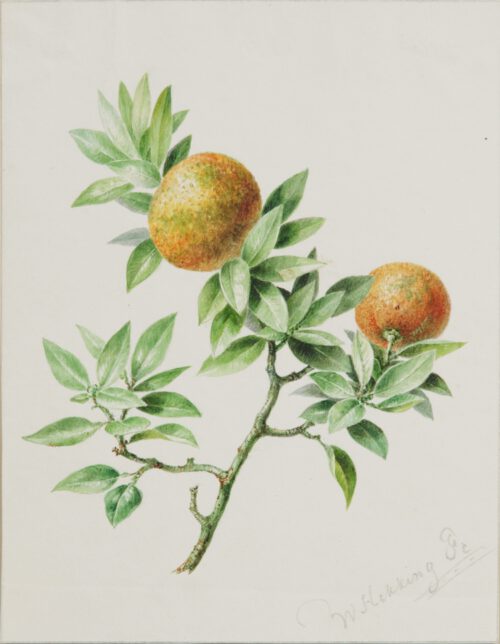 Willem Hekking-Oranges on a branch Willem Hekking-Oranges on a branch