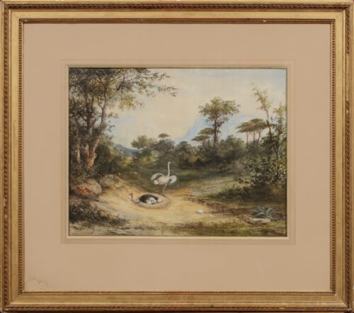 Adrien Lucy-Ostriches in a mountainous landscape Adrien Lucy-Ostriches in a mountainous landscape