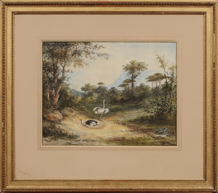 Adrien Lucy-Ostriches in a mountainous landscape