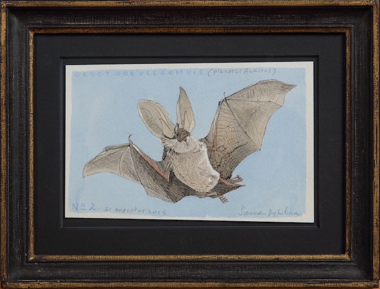 Siemen Dijkstra-Long-eared bat-Plecotus Auritus