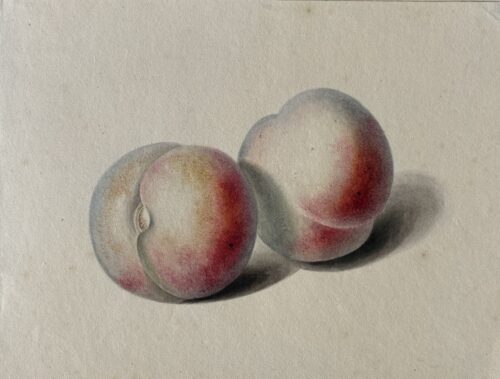 Attributed to Johannes Cornelis de Bruyn-Peaches