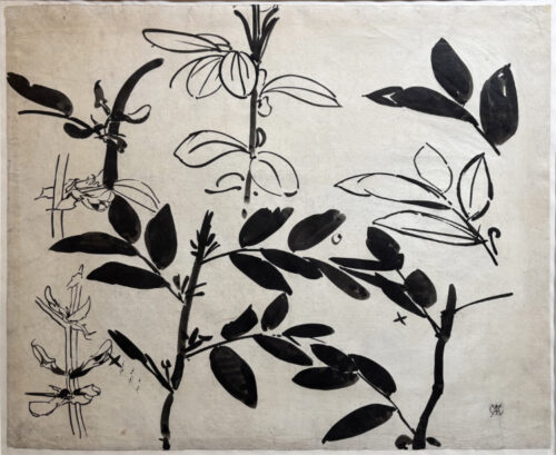 Gerrit Willem Dijsselhof-A study of Plants and Flowers