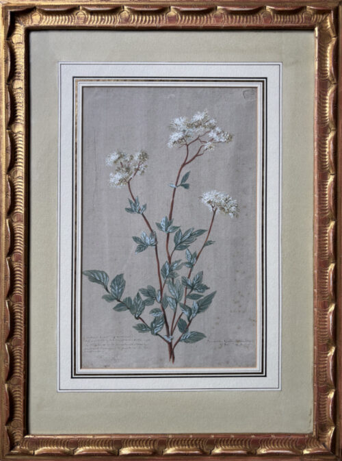 Jacobus van Eijnden-Meadowsweet