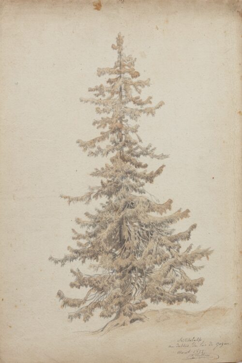 Jean François Xavier Roffiaen-Pine Tree in a mountainous landscape near Lake Gosau, Austria