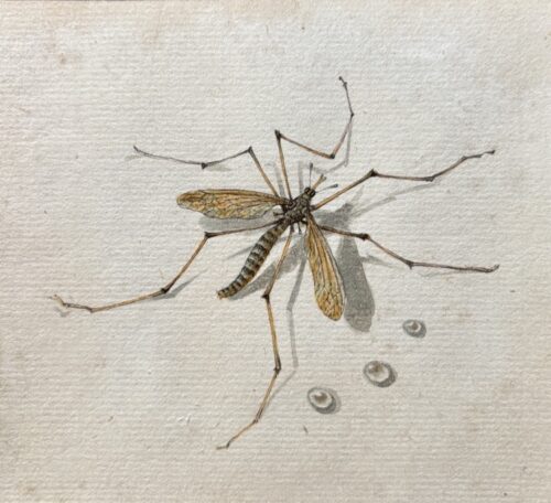 European School-A crane fly-Tipulidae