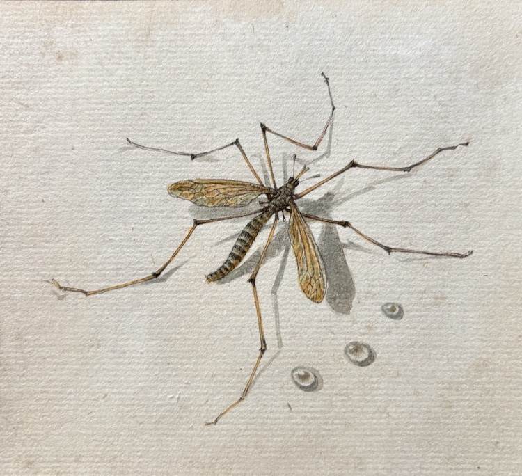 European School-A crane fly-Tipulidae