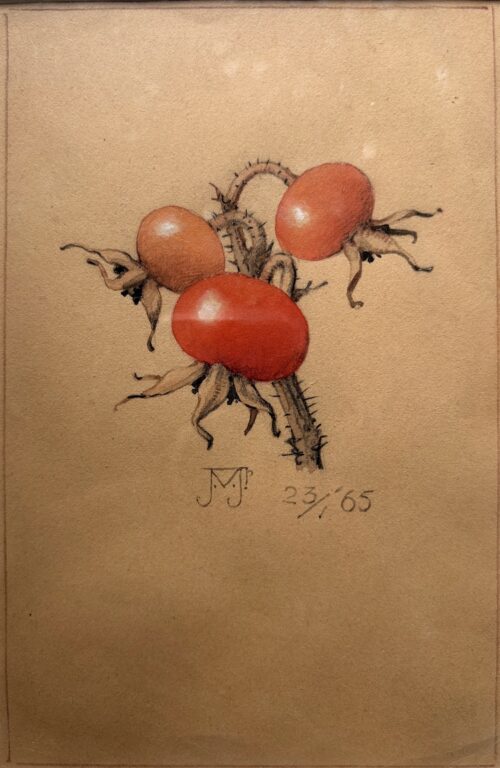 Jan Voerman Junior-Rosehips