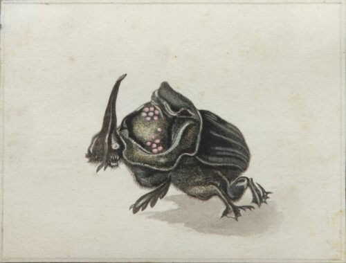 European School, early 19th century-A creepy fantasy insect
